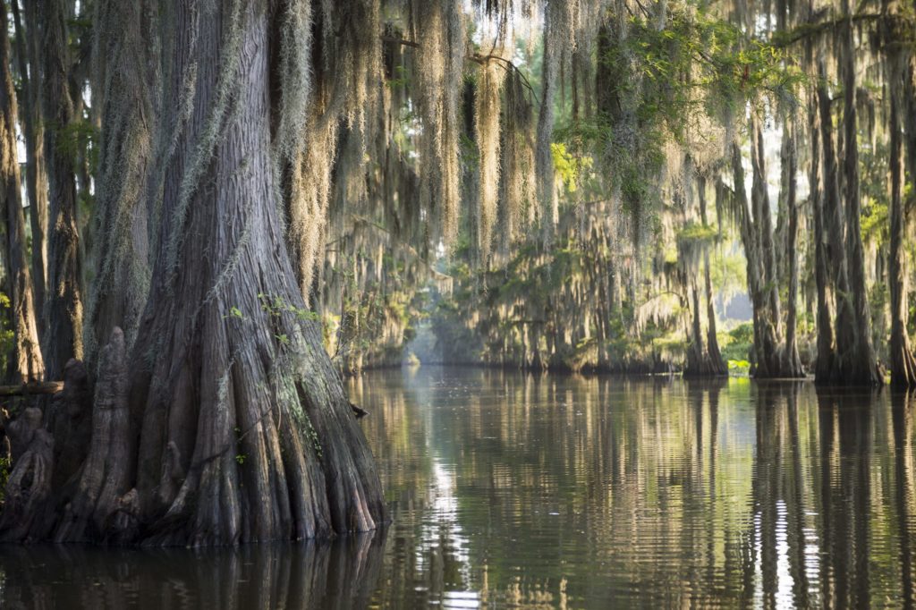 Caddo lake